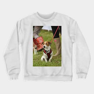 Jack Russell Terrier Crewneck Sweatshirt